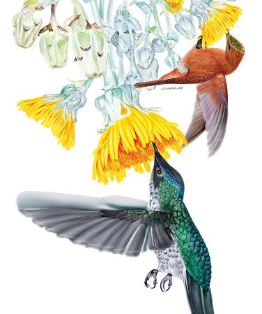 Endangered Hummingbird Illustration Highlights The Delicateness Of Biodiversity