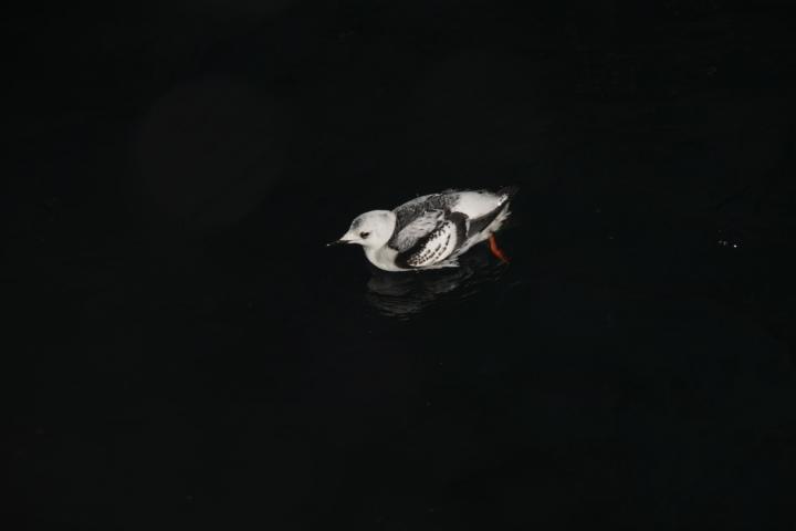 A black guillemot