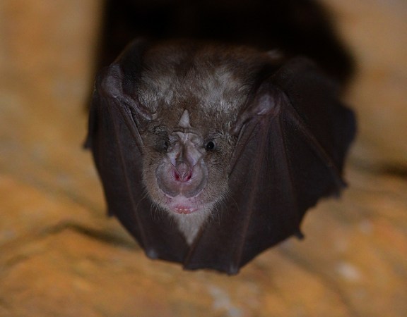 How Bats Find Their Way Through The Clutter