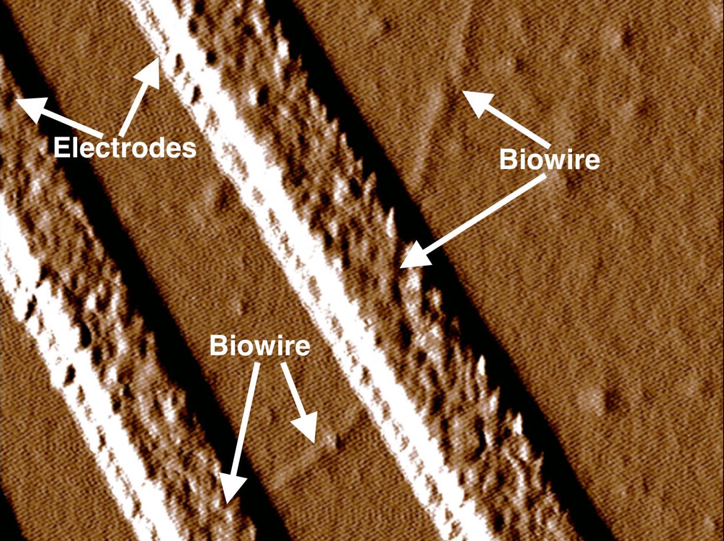 Biowires