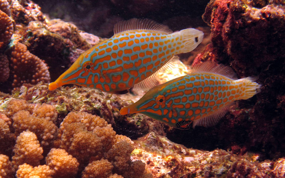 Longnose filefish