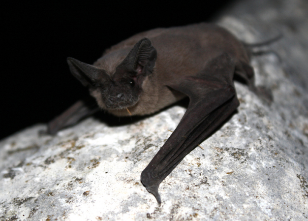 This Halloween, Celebrate The Beautiful Bat