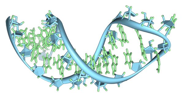 Genetic Bar Code Search Can Use RNA to Pick Out Individuals From Huge Gene Pools