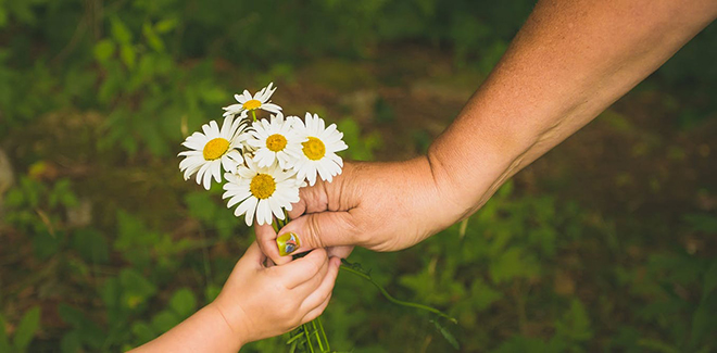 offering daisies