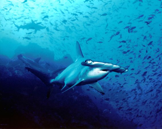 Cuba’s pristine reefs are ideal for spotting great hammerhead sharks
