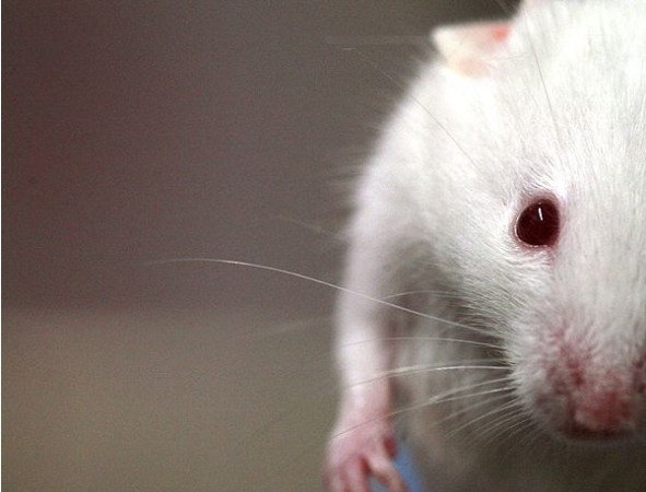 Drug Cures Mice Of Down Syndrome With A Single Dose