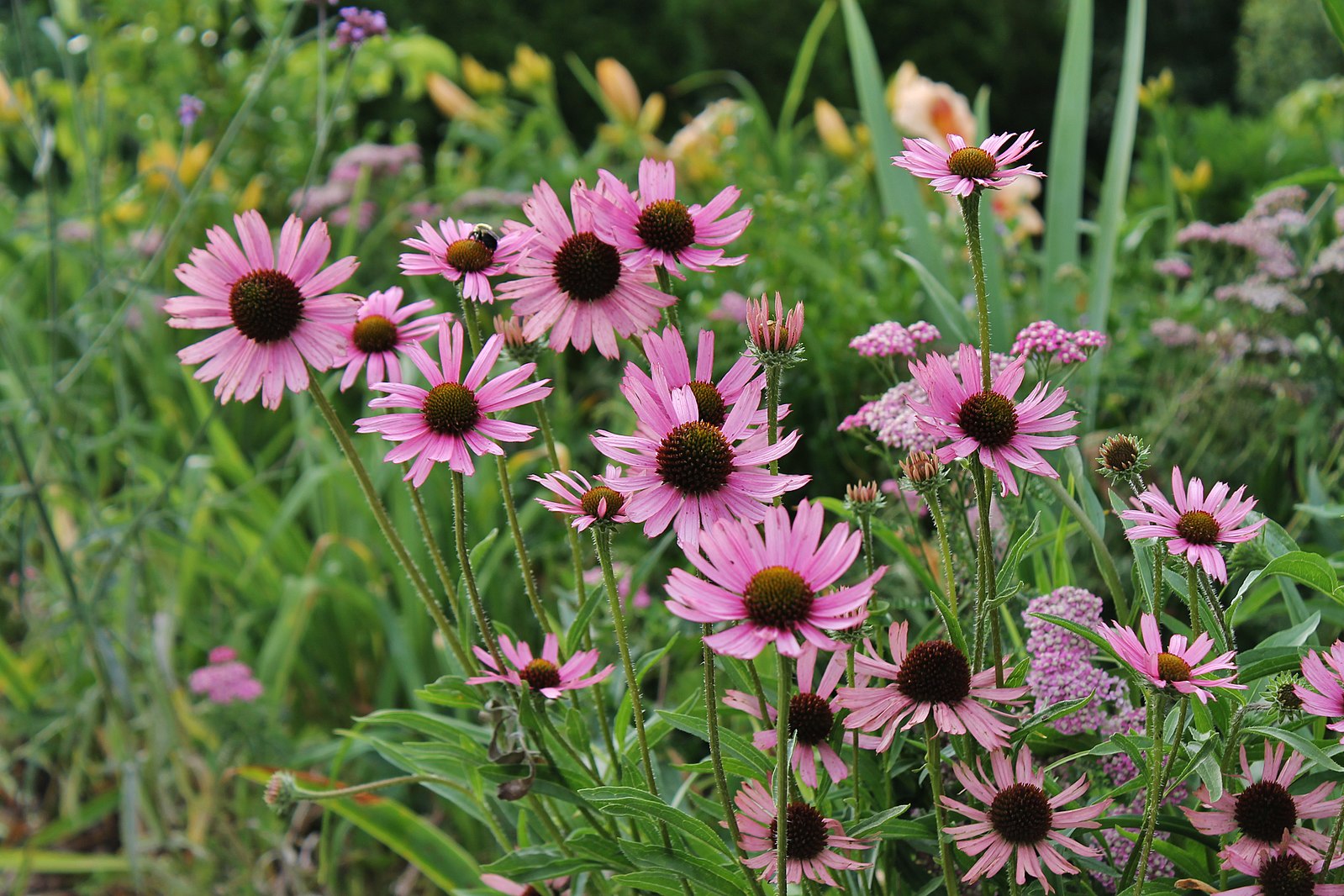 coneflower