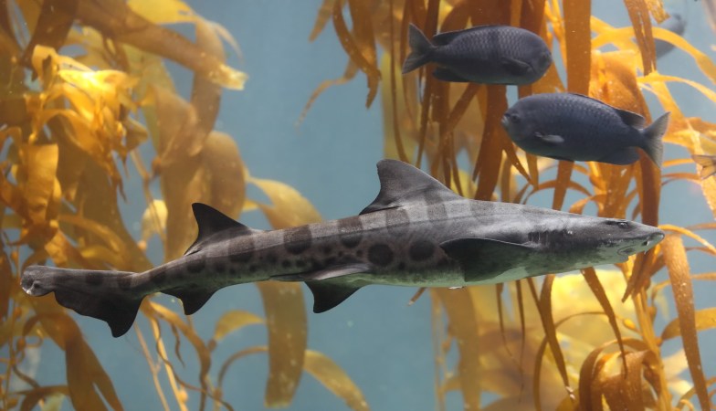 Leopard Sharks Use Their Nose To Navigate Long Distances