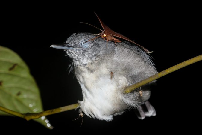 Megapixels: A moth drinks tears from a bird’s eye