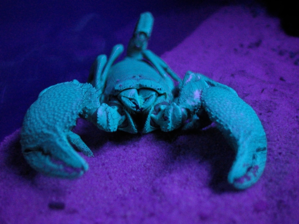 Scorpion fluorescing