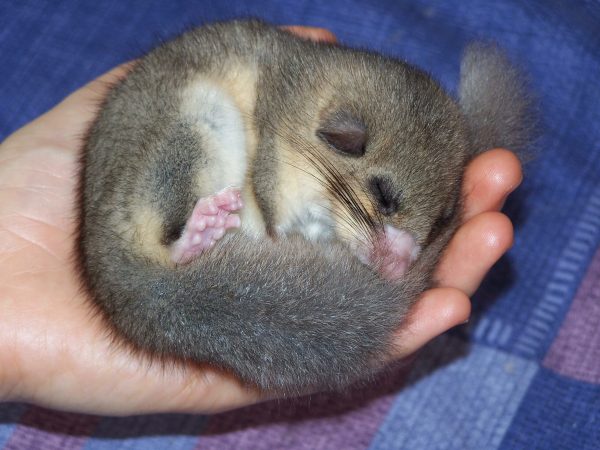 Sleepy Dormice Break Wild Hibernation Record At 11 Months