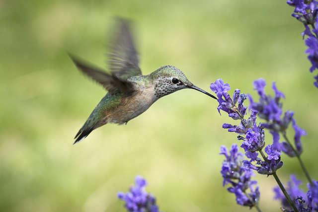 Some hummingbirds hit notes so high, only a dog could hear them