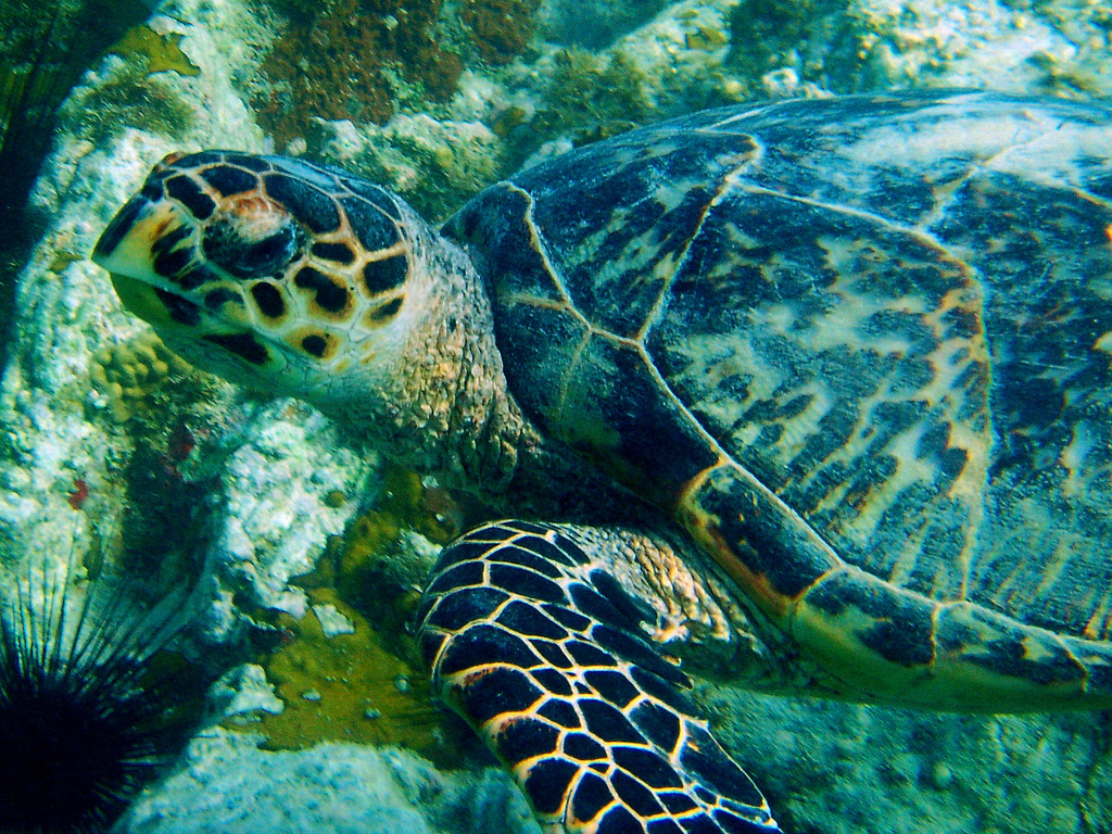 It's World Turtle Day, so here are a bunch of adorable turtles