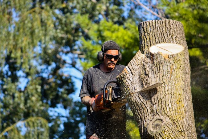 Florida’s climate might—maybe—save a handful of America’s ash trees