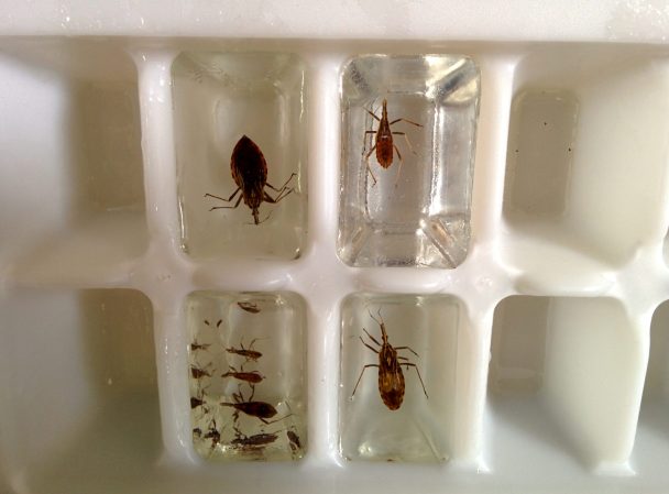 DIY Insect Displays: Kissing Bug Edition