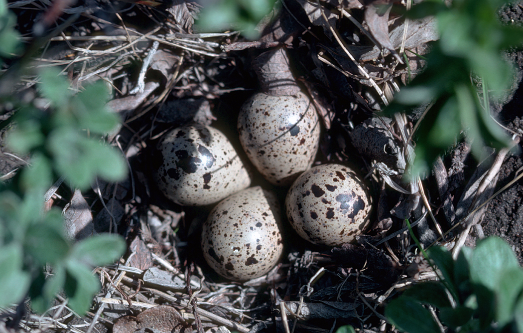 Sandpiper egg