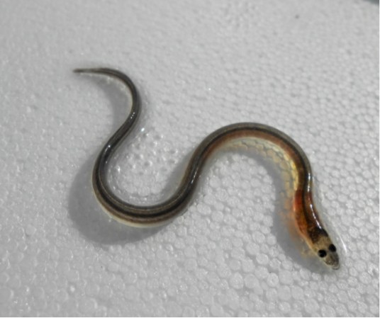 glass eel