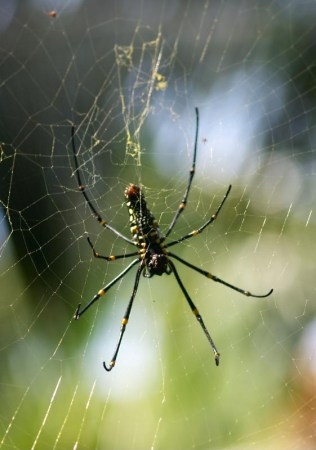 Japanese Researcher Crafts Violin Strings From the Silk of Three Hundred Spiders