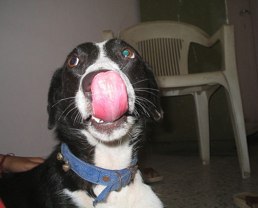 Your Dog Knows To Steal Food When Nobody’s Watching