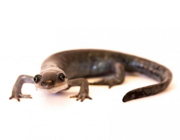 How a female-only line of salamanders ‘steals’ genes from unsuspecting males