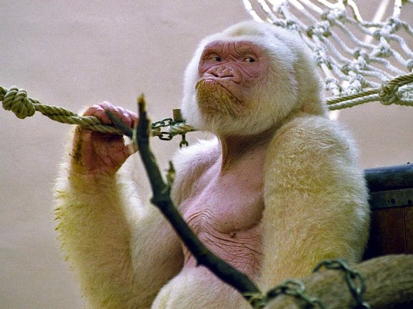 The World’s Only Known White Gorilla Was The Result Of Incest