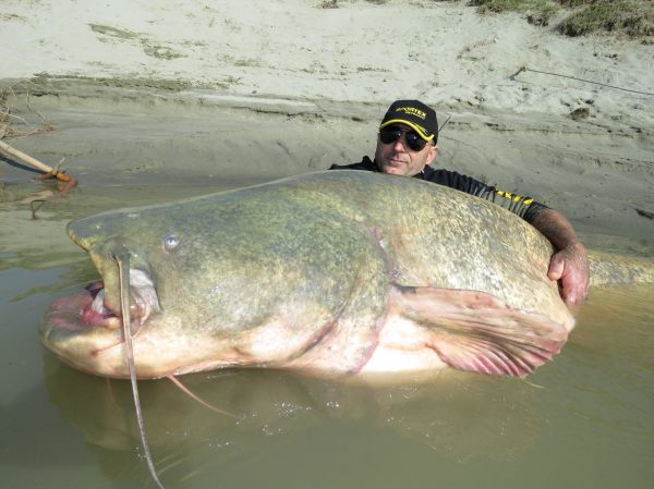 This Is One Seriously Big Wels Catfish