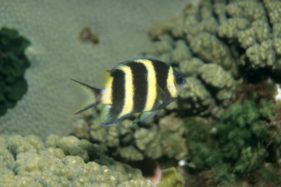 Kermadec scalyfin