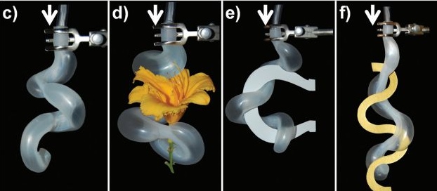 Video: Harvard’s Robotic Tentacle Can Lift a Flower Without Crushing It