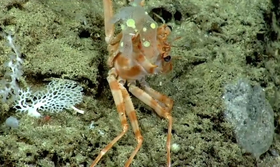 Carrier Crab