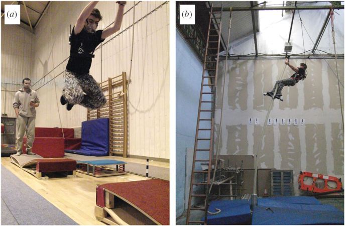 Parkour athletes act like orangutans for science