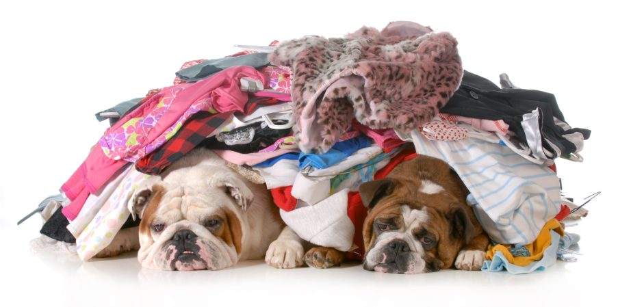 dogs in pile of dirty laundry 