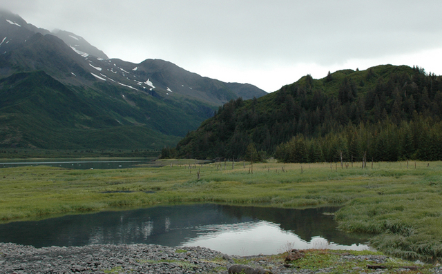 Pederson Glacier 2005