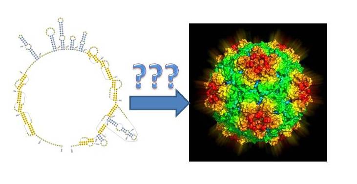 Building The House Of Virus