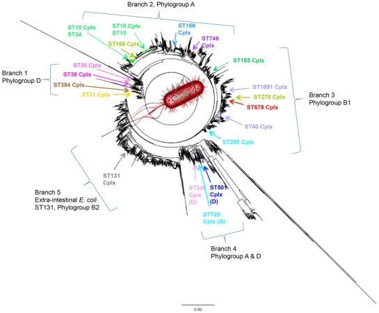 What Makes A Bug Go Bad? Exploring The Evolution of “EAEC”