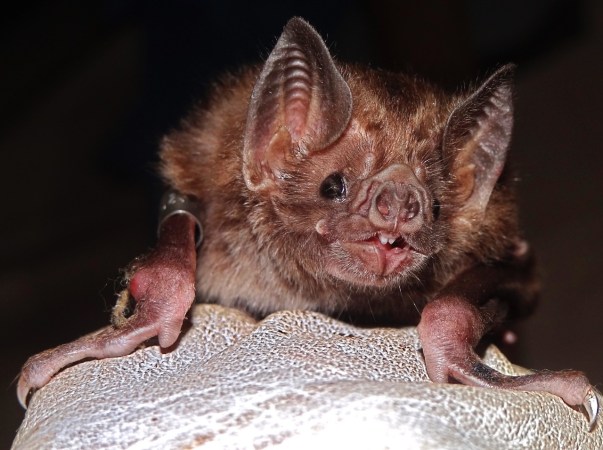 Vampire bats could soon swarm to the United States