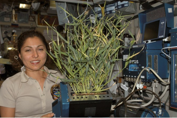 Space-Grown Vegetables Are Safe To Eat, Scientists Announce