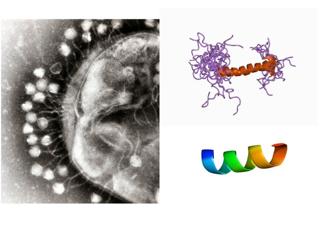 Turning to Germs in a Post-Antibiotic Era