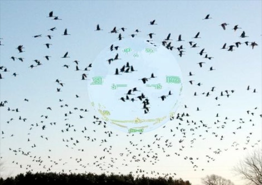 Birds Might Have a Built-In Head-Up Display Overlaying Navigation Data Onto Their Vision