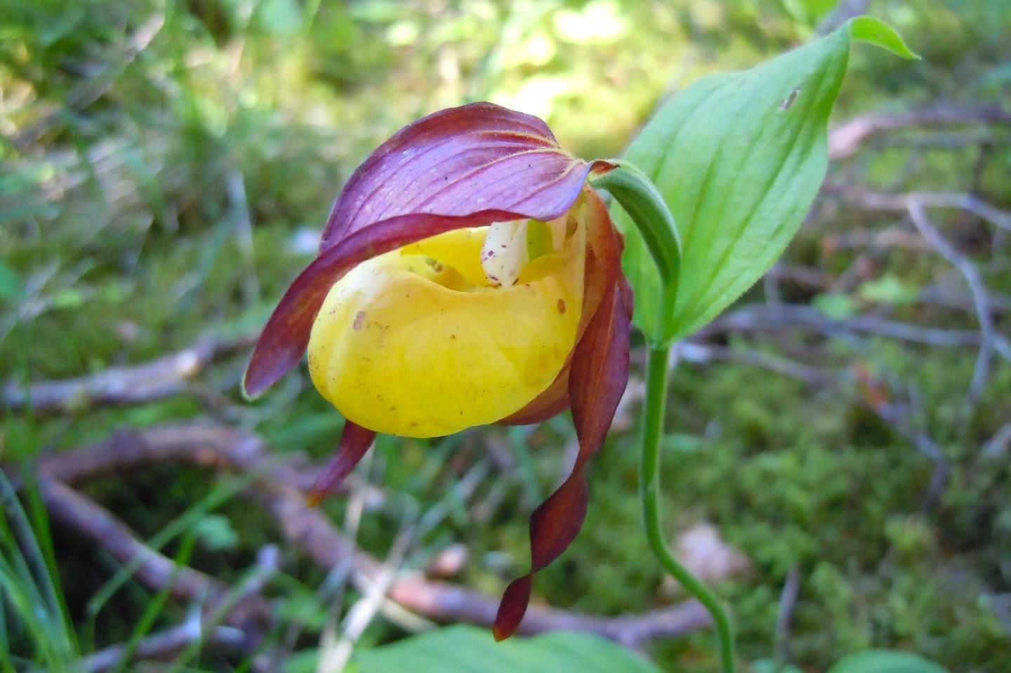 A lady’s slipper orchid.