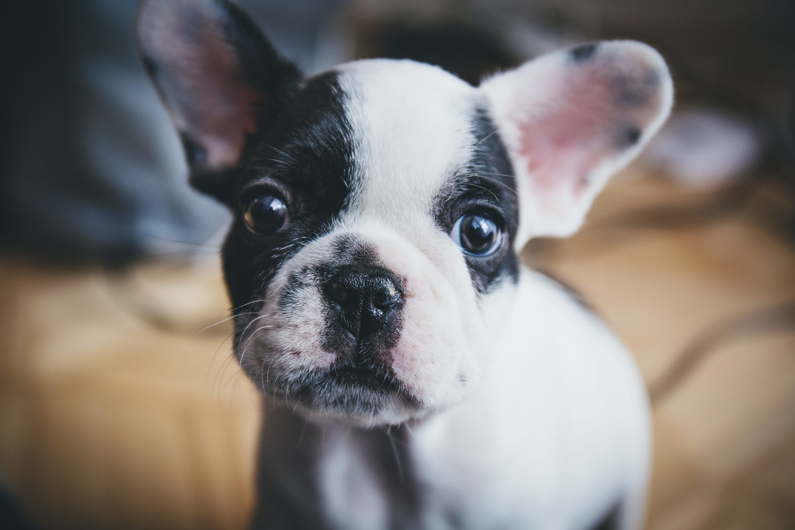 French bulldog puppy