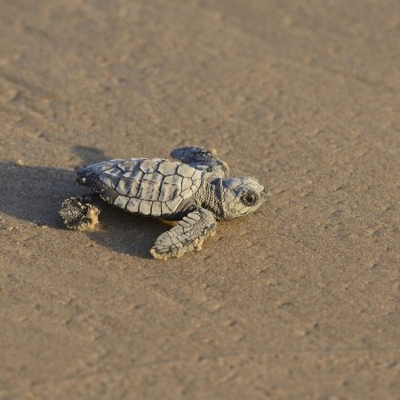 It's World Turtle Day, so here are a bunch of adorable turtles