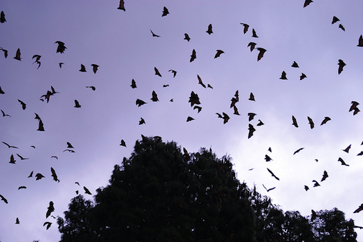 Inside the World’s First Manmade Batcave Built For Wild Bats