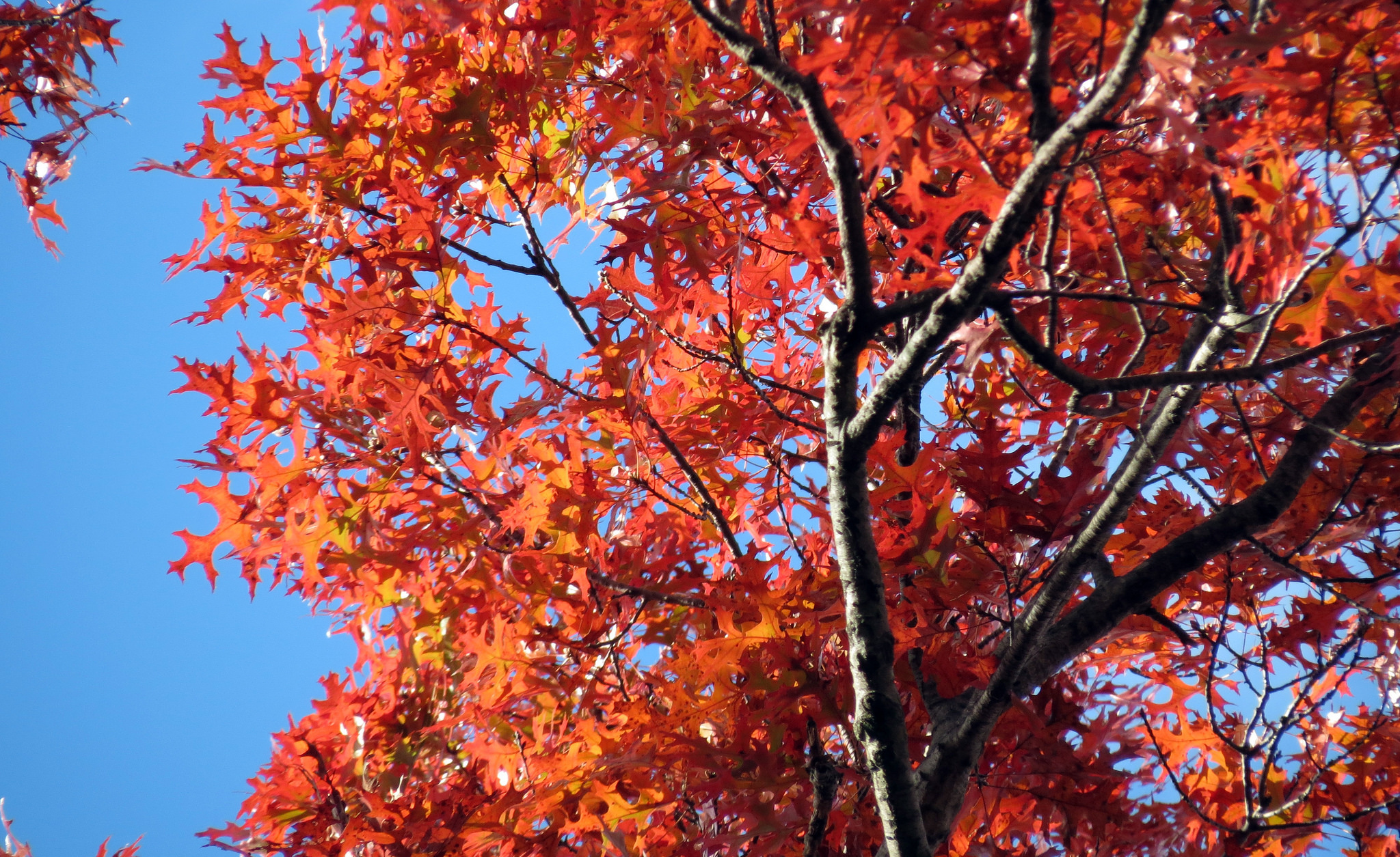 an oak with red leaves