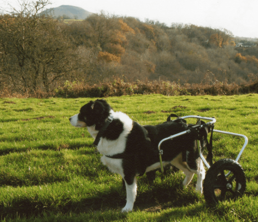 Watch Paralyzed Dogs Walk Again After Nose Cell Transplants