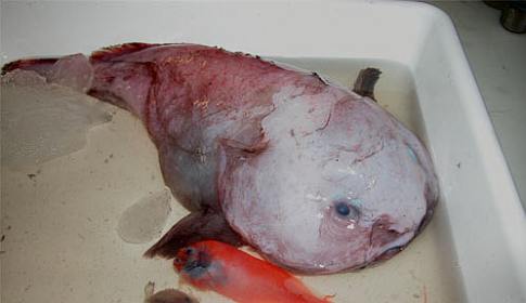 Blob Fish