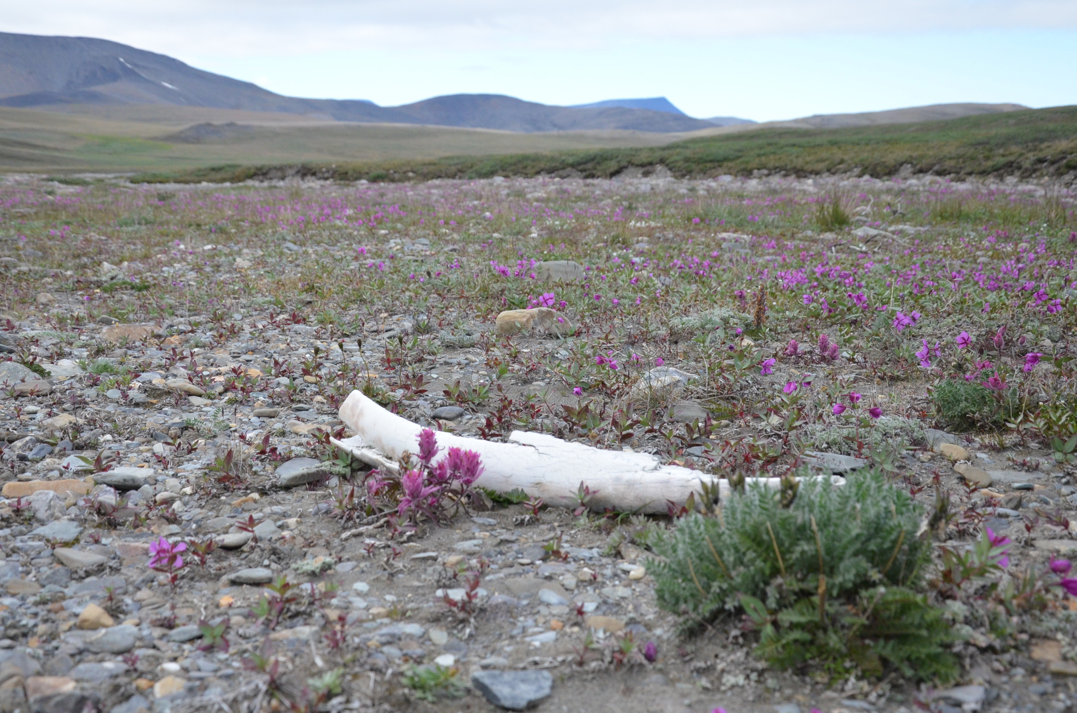 mammoth tusk wrangel island