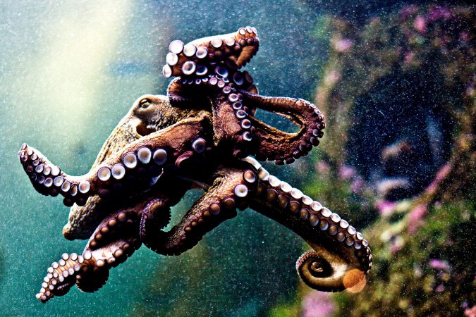 An Electronic Camouflage Cloak Inspired By Color-Changing Octopus Skin