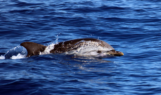 A dolphin swimming