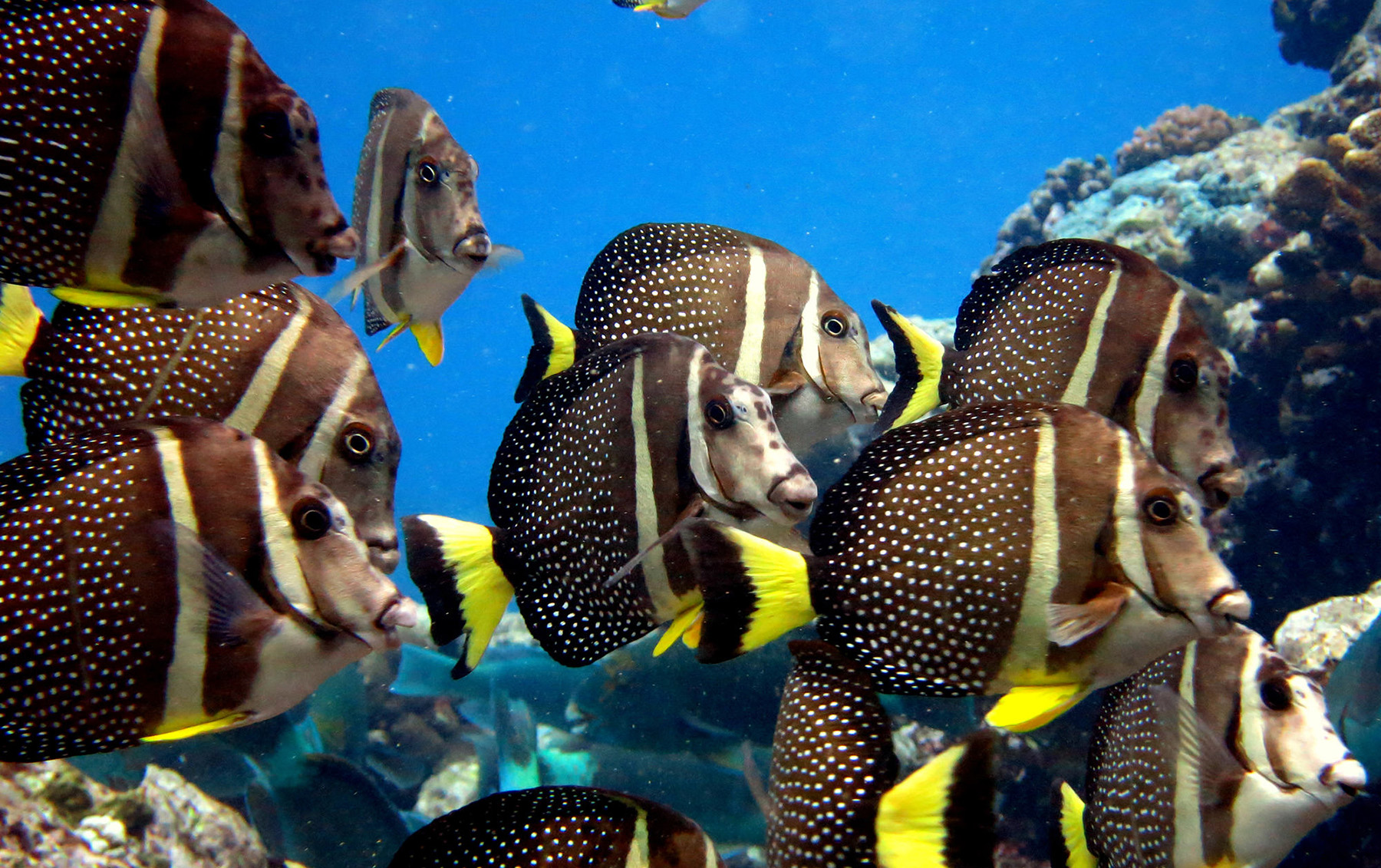 whitespotted surgeonfish