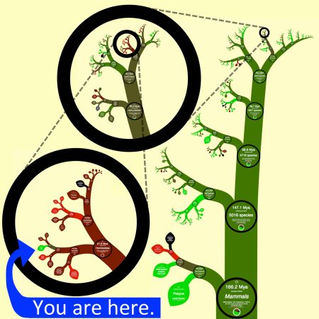 Interactive Fractal Tree of Life Zooms In On Earth's Entire ...